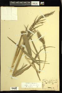 Echinochloa walteri image