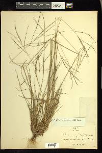 Digitaria filiformis image