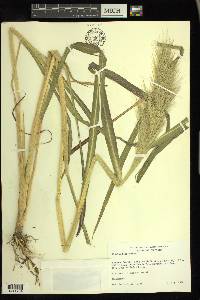 Echinochloa walteri image