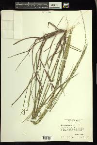 Digitaria villosa image