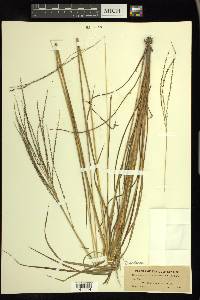 Digitaria filiformis image