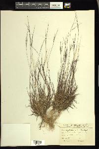 Digitaria filiformis image