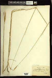 × Elyhordeum macounii image