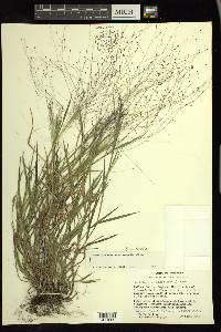 Digitaria cognata image