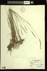 × Elyhordeum macounii image