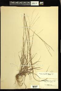 Digitaria filiformis image