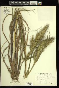 Echinochloa walteri image