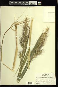 Echinochloa walteri image