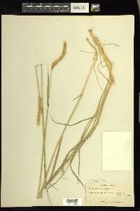 × Elyhordeum macounii image