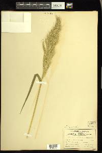 Echinochloa walteri image