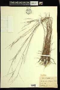 Digitaria filiformis image