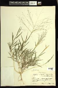 Digitaria cognata image