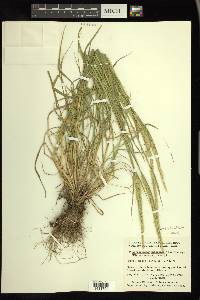 × Elyhordeum macounii image