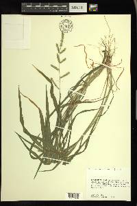 Echinochloa colona image