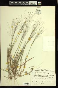 Digitaria cognata image