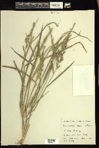 Echinochloa colona image