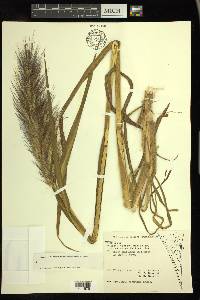 Echinochloa walteri image