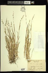 Echinochloa colona image