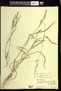 Echinochloa colona image