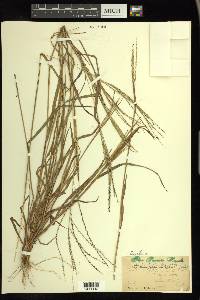 Digitaria filiformis image