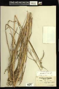 Echinochloa paludigena image