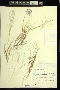 Digitaria cognata image