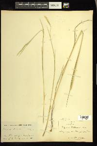 × Elyhordeum macounii image