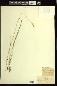 × Elyhordeum macounii image