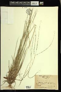 Digitaria villosa image