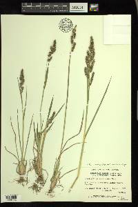 Echinochloa muricata var. microstachya image