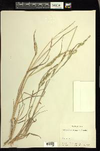 Echinochloa colona image