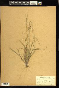 Digitaria villosa image