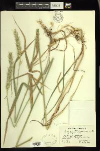 Elymus albicans image