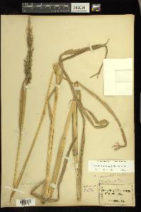 Echinochloa walteri image