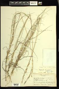 Elymus lanceolatus image