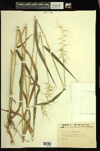 Elymus hystrix image