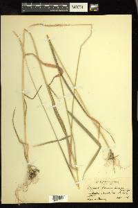 Elymus glaucus image