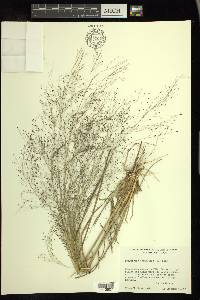 Eragrostis capillaris image