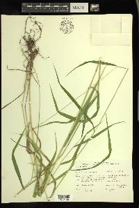 Elymus hystrix image