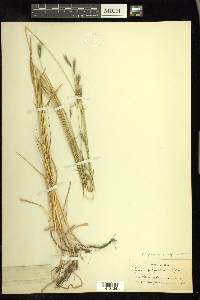 Elymus glaucus subsp. virescens image