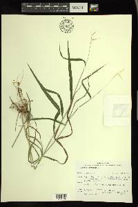 Elymus hystrix image