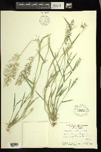 Eragrostis barrelieri image