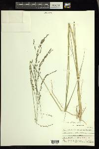 Eragrostis atrovirens image