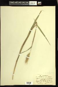 Elymus glabriflorus image