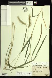 Elymus villosus image