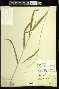 Elymus hystrix image