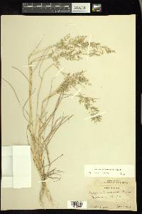 Eragrostis barrelieri image