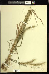 Elymus villosus image