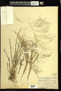 Eragrostis capillaris image