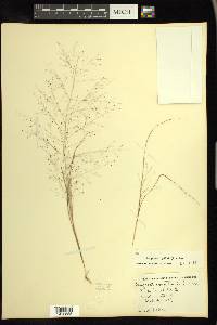 Eragrostis capillaris image